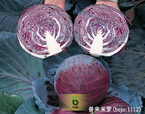 普来米罗