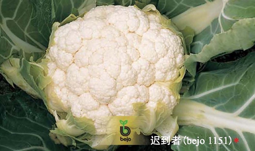 迟到者菜花