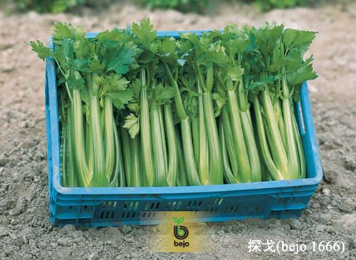 宛绿芹菜种子基地