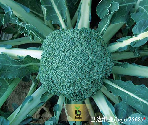 巴达维亚花椰菜